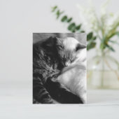 Sleeping Cats Postcards Postkarte (Stehend Vorderseite)