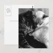 Sleeping Cats Postcards Postkarte (Vorne/Hinten)