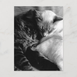 Sleeping Cats Postcards Postkarte