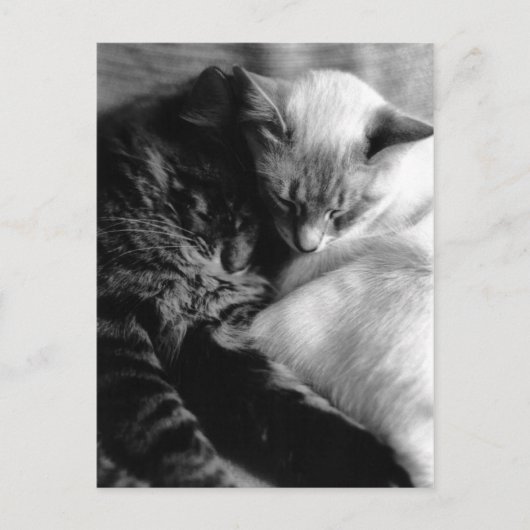 Sleeping Cats Postcards Postkarte (Vorderseite)