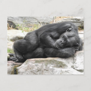 Sleeping Chimpanzee Postcard Postkarte