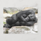 Sleeping Chimpanzee Postcard Postkarte (Vorderseite)
