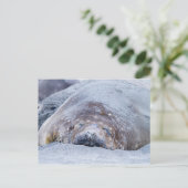 Sleeping elephant seal postkarte (Stehend Vorderseite)