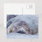 Sleeping elephant seal postkarte (Vorne/Hinten)