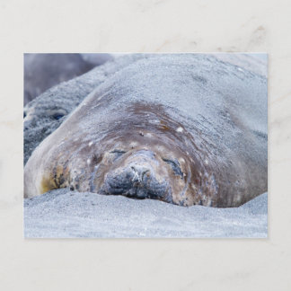 Sleeping elephant seal postkarte
