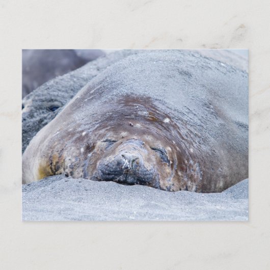 Sleeping elephant seal postkarte (Vorderseite)