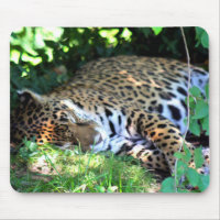 Sleeping Jaguar