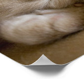 Sleeping Kitten Poster (Ecke)