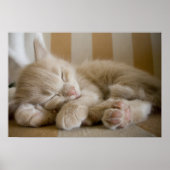 Sleeping Kitten Poster (Vorne)