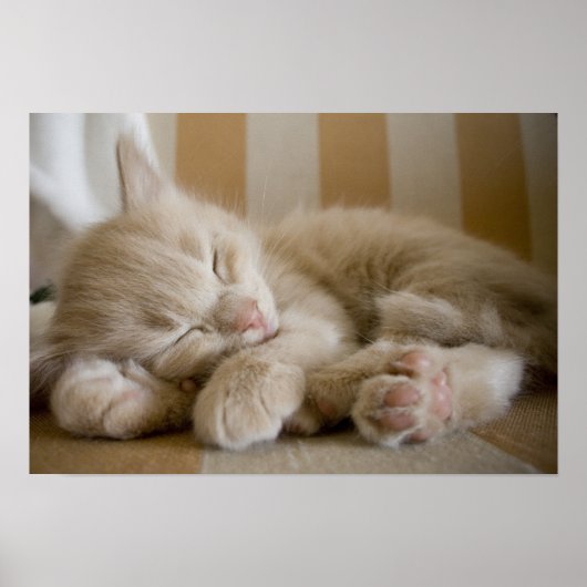 Sleeping Kitten Poster (Vorne)