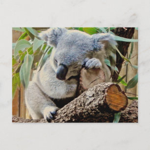 Sleeping Koala Bear Postkarte