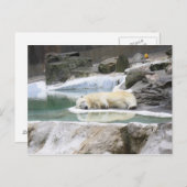 Sleeping Polar Bear Postcard Postkarte (Vorne/Hinten)