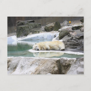 Sleeping Polar Bear Postcard Postkarte