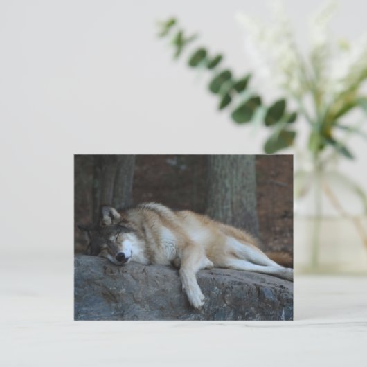 Sleeping Wolf of Northern Minnesota Postkarte (Stehend Vorderseite)