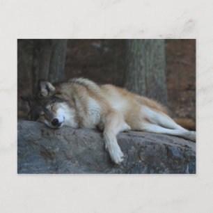 Sleeping Wolf of Northern Minnesota Postkarte