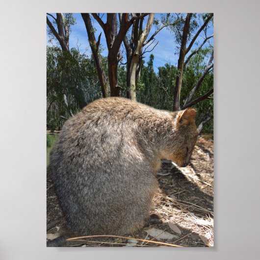 Sleepy Australian Quokka, Poster (Vorne)