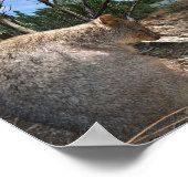 Sleepy Australian Quokka, Poster (Ecke)