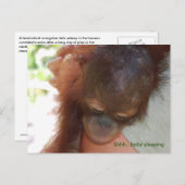 Sleepy Baby Orangutan in Daddys Waffen Postkarte (Vorne/Hinten)