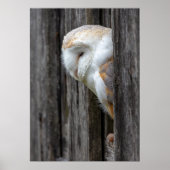 Sleepy Barn Owl Poster (Vorne)