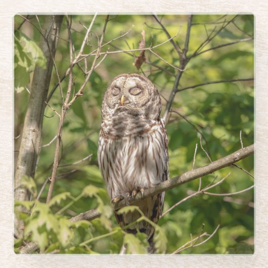 Sleepy Barred Owl Glasuntersetzer (Vorderseite)