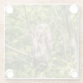 Sleepy Barred Owl Glasuntersetzer (Rückseite)