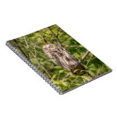 Sleepy Barred Owl Notizblock (Rechte Seite)