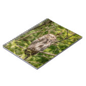Sleepy Barred Owl Notizblock (Linke Seite)