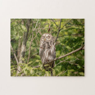 Sleepy Barred Owl Puzzle