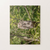 Sleepy Barred Owl Puzzle (Vertikal)