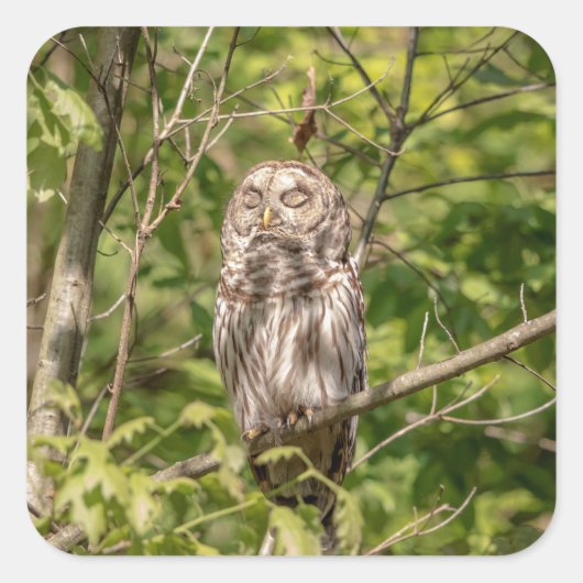 Sleepy Barred Owl Quadratischer Aufkleber (Vorderseite)