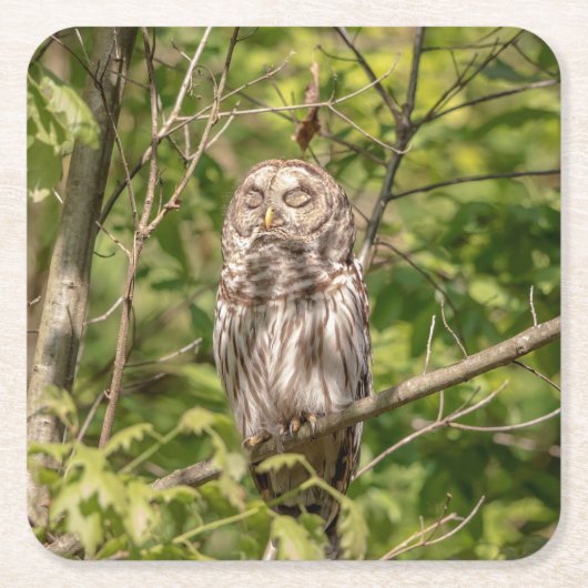 Sleepy Barred Owl Rechteckiger Pappuntersetzer (Vorderseite)