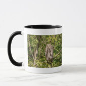 Sleepy Barred Owl Tasse (Links)