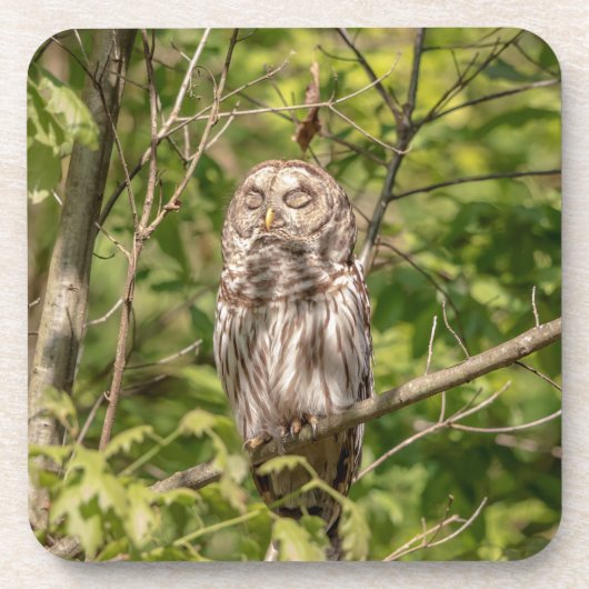 Sleepy Barred Owl Untersetzer (Vorderseite)