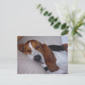 Sleepy Basset Hound Postkarte (Stehend Vorderseite)