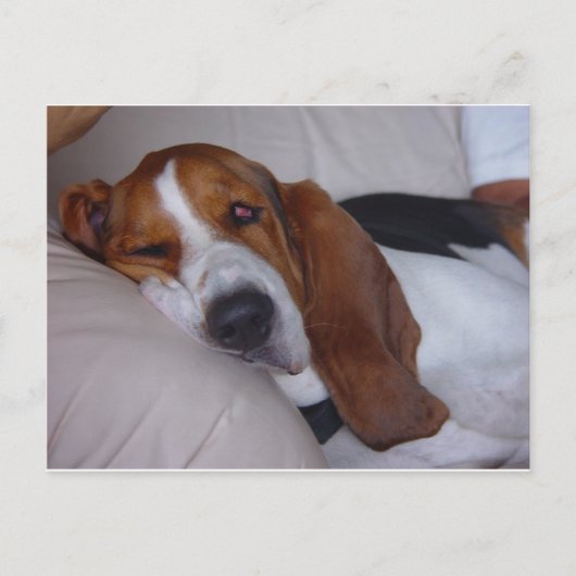 Sleepy Basset Hound Postkarte (Vorderseite)