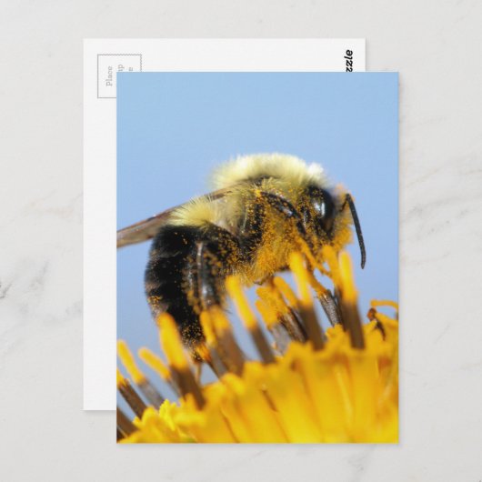 Sleepy Bee Postkarte (Vorne/Hinten)