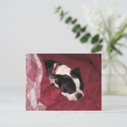Sleepy Boston Postcard Postkarte (Stehend Vorderseite)