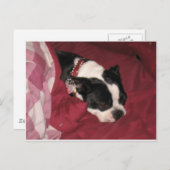 Sleepy Boston Postcard Postkarte (Vorne/Hinten)