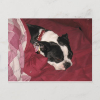 Sleepy Boston Postcard Postkarte