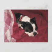 Sleepy Boston Postcard Postkarte (Vorderseite)