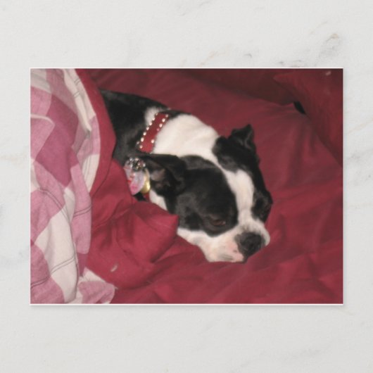 Sleepy Boston Postcard Postkarte (Vorderseite)