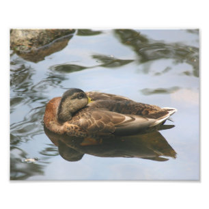 Sleepy Brown Mallard Duck 10x8 Natur Fotodruck