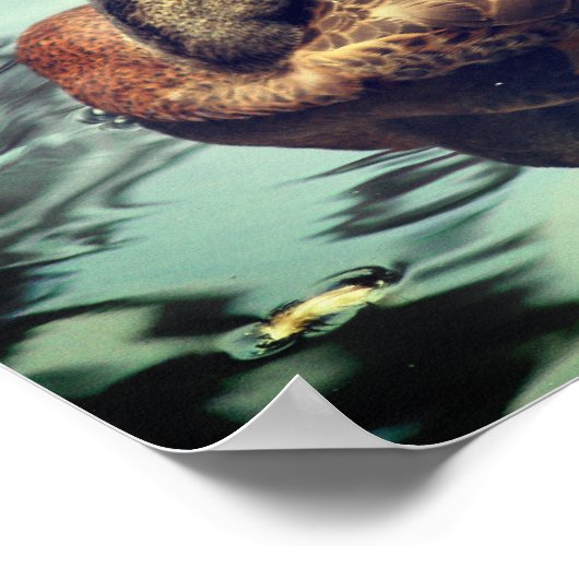 Sleepy Brown Mallard Duck Nature Poster (Ecke)