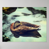 Sleepy Brown Mallard Duck Nature Poster (Vorne)