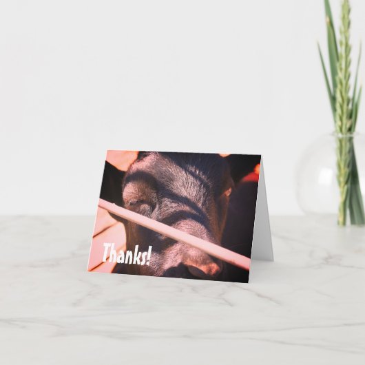 Sleepy Bull Farm Animal Nature Danke Karte (Vorderseite)