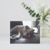 Sleepy Bulldog Postkarte (Stehend Vorderseite)