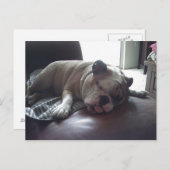 Sleepy Bulldog Postkarte (Vorne/Hinten)