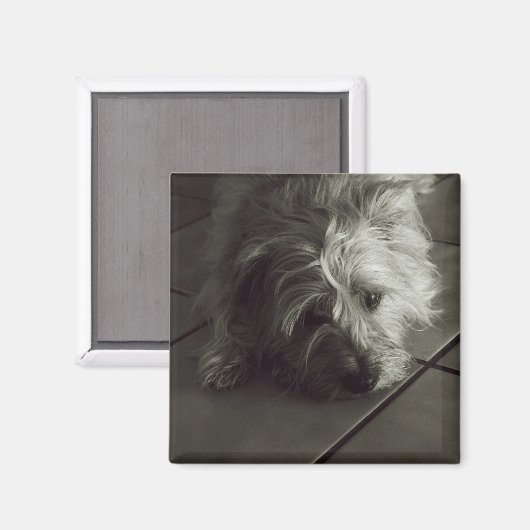 Sleepy cairn Terrier Magnet (Vorderseite/Rückseite)