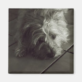 Sleepy cairn Terrier Magnet (Vorne)