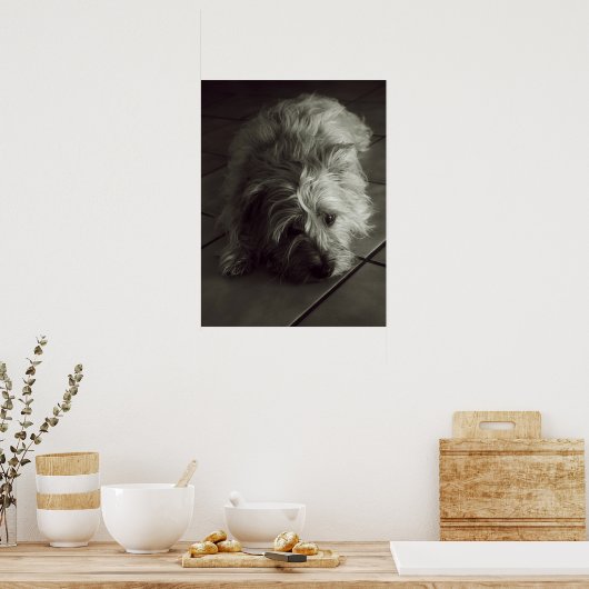 Sleepy cairn Terrier Poster (Küche)